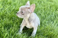 Izzy, a female Frenchton for sale in Sturgis, MI – 8 of 10