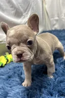 Izzy, a female Boston Terrier and French Bulldog for sale in Sturgis, MI – Photo 1 of 10