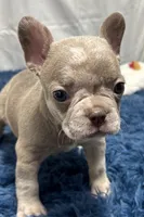 Izzy, a female Boston Terrier and French Bulldog for sale in Sturgis, MI – Photo 7 of 10