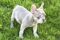 Izzy, a female Frenchton for sale in Sturgis, MI – 2 of 10