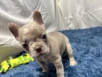 Izzy, a female Boston Terrier and French Bulldog for sale in Sturgis, MI – Photo 10 of 10