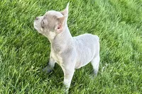 Izzy, a female Frenchton for sale in Sturgis, MI – 3 of 10