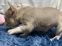 Izzy, a female Boston Terrier and French Bulldog for sale in Sturgis, MI – Photo 5 of 10