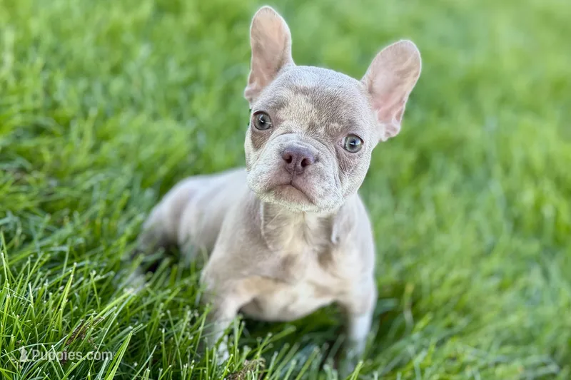 Izzy – Frenchton puppy for sale in Sturgis, MI