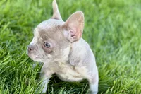 Izzy, a female Frenchton for sale in Sturgis, MI – 6 of 10