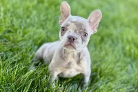 Izzy, a female Frenchton for sale in Sturgis, MI – 7 of 10
