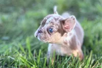 Albert , a male French Bulldog for sale in Sturgis, MI – 3 of 7