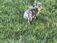 Alvin, a male French Bulldog for sale in Sturgis, MI – 9 of 9