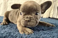 Finbar, a male French Bulldog for sale in Sturgis, MI – 9 of 10