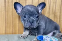 Ari, a female Boston Terrier and French Bulldog for sale in Sturgis, MI – Photo 6 of 7