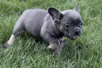 Ari, a female Frenchton for sale in Sturgis, MI – 5 of 8