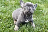 Ari, a female Frenchton for sale in Sturgis, MI – 2 of 8