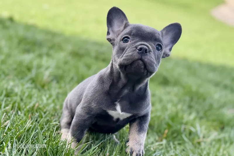 Ari – Frenchton puppy for sale in Sturgis, MI