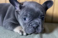 Ari, a female Boston Terrier and French Bulldog for sale in Sturgis, MI – Photo 1 of 7