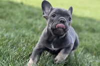 Ari, a female Frenchton for sale in Sturgis, MI – 4 of 8