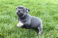 Ari, a female Frenchton for sale in Sturgis, MI – 6 of 8