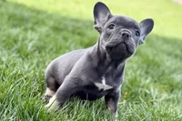 Ari, a female Frenchton for sale in Sturgis, MI – 8 of 8