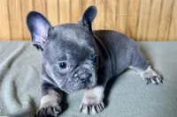 Ari, a female Boston Terrier and French Bulldog for sale in Sturgis, MI – Photo 7 of 7