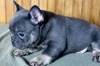 Ari, a female Boston Terrier and French Bulldog for sale in Sturgis, MI – Photo 5 of 7