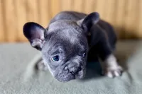 Ari, a female Boston Terrier and French Bulldog for sale in Sturgis, MI – Photo 4 of 7