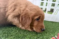 processed/17c98f99-cbbe-4d46-8231-b634a8c9325f/listing/aef62c20-cc57-4e5e-b26d-06729c0c870e/2adfacfd-d1bc-4b78-9e81-91872e3e7031