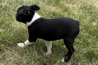 Lexi, a female Boston Terrier for sale in Sturgis, MI – 4 of 8