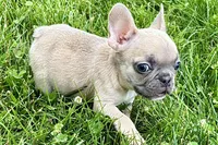 Jade, a female French Bulldog for sale in Sturgis, MI – 3 of 9