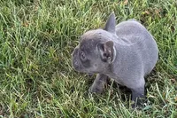 Alan, a male French Bulldog for sale in Sturgis, MI – 6 of 10