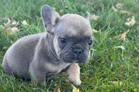 Nina, a female French Bulldog for sale in Sturgis, MI – 5 of 8