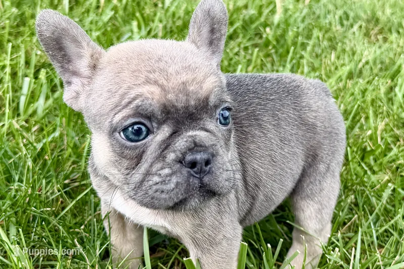 Sophie – French Bulldog puppy for sale in Sturgis, MI