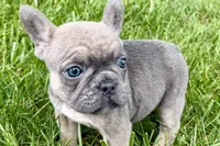 Sophie, a female French Bulldog for sale in Sturgis, MI – 1 of 10