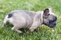Elvis, a male French Bulldog for sale in Sturgis, MI – 2 of 9