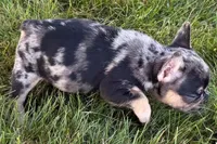 Clem, a male French Bulldog for sale in Sturgis, MI – 6 of 9