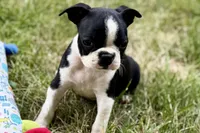 Nessa , a female Boston Terrier for sale in Sturgis, MI – 3 of 9