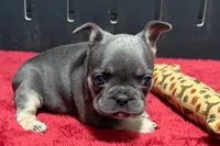 Hedie, a female French Bulldog for sale in Sturgis, MI – 7 of 10