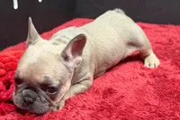 Wendy, a female French Bulldog for sale in Sturgis, MI – 6 of 10