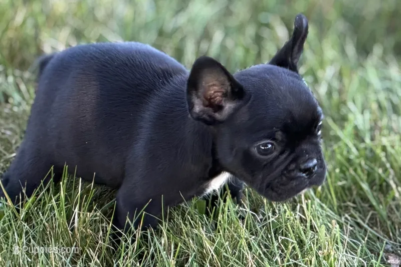 Alice  – French Bulldog puppy for sale in Sturgis, MI