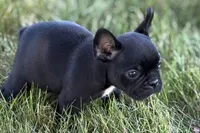 Alice , a female French Bulldog for sale in Sturgis, MI – 1 of 10