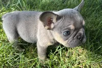 Nova, a female French Bulldog for sale in Sturgis, MI – 3 of 3