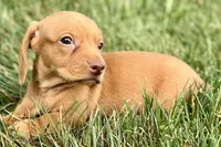 Wilson, a male Dachshund for sale in Sturgis, MI – 4 of 10