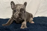 Flower, a female French Bulldog for sale in Sturgis, MI – 3 of 10