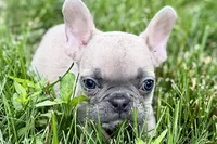 Jade, a female French Bulldog for sale in Sturgis, MI – 4 of 9
