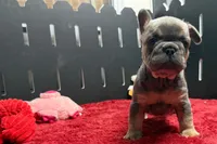 Willy , a male French Bulldog for sale in Sturgis, MI – 8 of 9