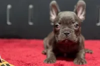 Donna , a female French Bulldog for sale in Sturgis, MI – 10 of 10