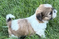Ivona , a female Shih Tzu for sale in Sturgis, MI – 2 of 7