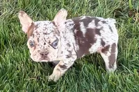 Alvin, a male French Bulldog for sale in Sturgis, MI – 1 of 9