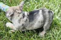 Sadie, a female French Bulldog for sale in Sturgis, MI – 4 of 10