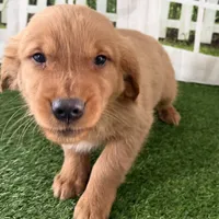 Darnell, a male Golden Retriever for sale in Sturgis, MI – Photo 8 of 8