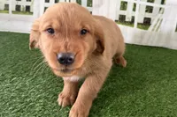 processed/17c98f99-cbbe-4d46-8231-b634a8c9325f/listing/b3b94e7d-5d7a-47f6-a5ba-06af002084ef/22b309cc-8a4f-417a-a8db-ab01e3bb383f