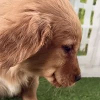 Darnell, a male Golden Retriever for sale in Sturgis, MI – Photo 2 of 8
